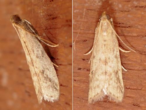 Réf. 285 320 : Ephestia sp.