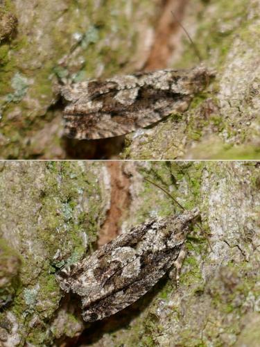 Réf. 285 466 : Zeiraphera isertana