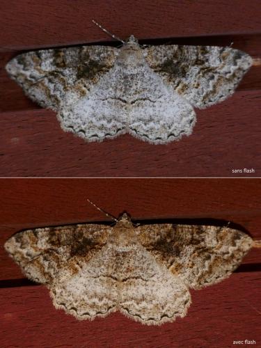 Réf. 285 487 : Alcis repandata