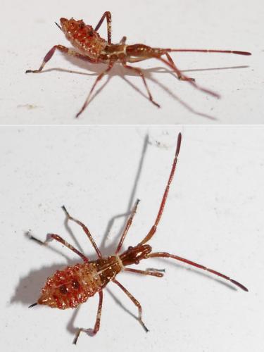 Réf. 285 619 : Leptoglossus occidentalis