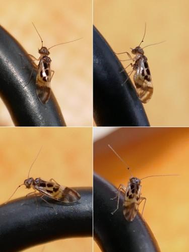 Graphopsocus cruciatus