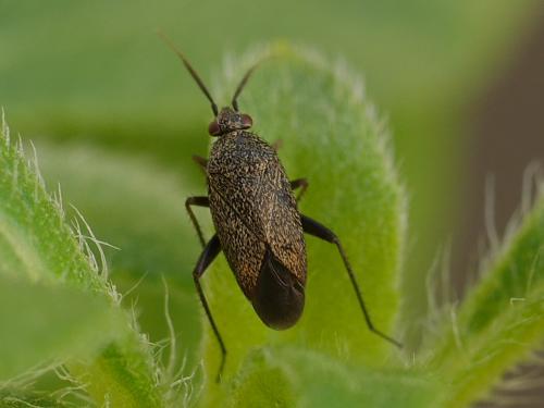 Réf. 285 119 : Lepidargyrus ancorifer