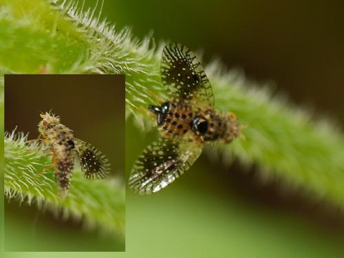 Réf. 285 437 : Noeeta pupillata