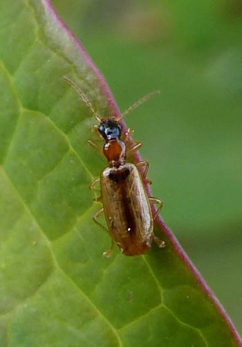 Réf. 285 522 : Demetrias atricapillus