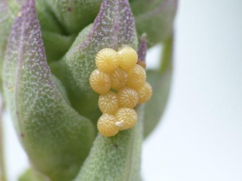 Réf. 285 547 : Hecatera dysodea