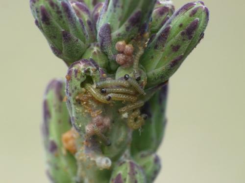 Réf. 285 549 : Hecatera dysodea