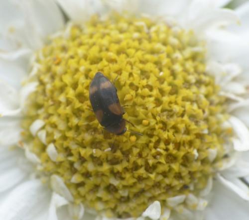 Réf. 285 318 : Anaspis quadrimaculata