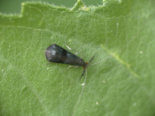 Réf. 285 341 : Mystacides azureus