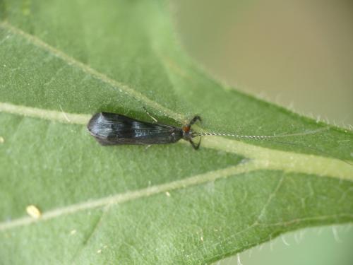Réf. 285 339 : Mystacides azureus