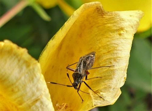 Closterotomus biclavatus
