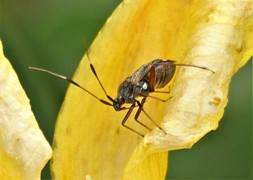 Closterotomus biclavatus