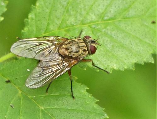 Réf. 285 412 : Phaonia valida
