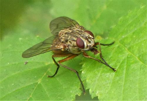 Réf. 285 416 : Phaonia valida