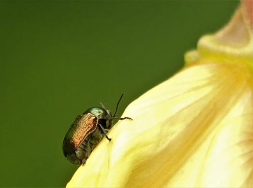 Cryptocephalus sp.
