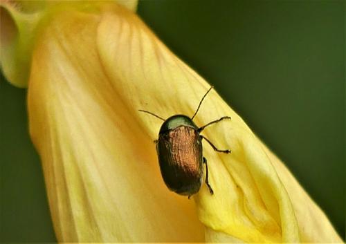 Cryptocephalus sp.