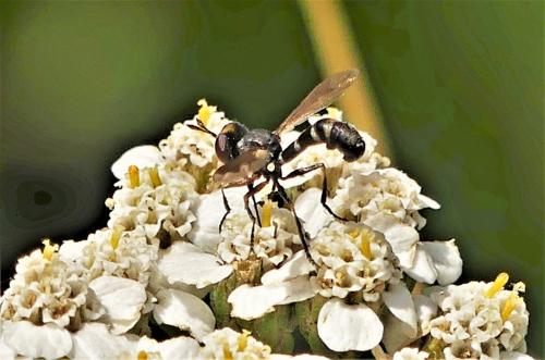 Réf. 285 705 : Physocephala pusilla