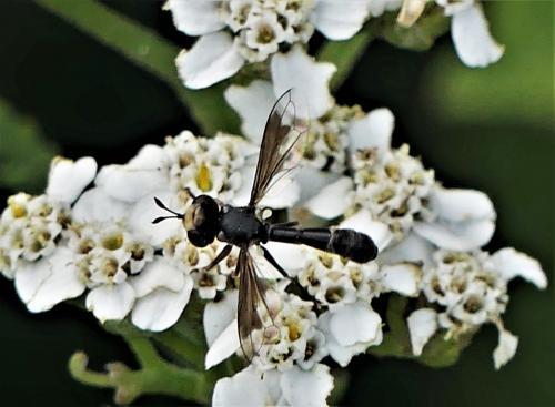 Réf. 285 704 : Physocephala pusilla