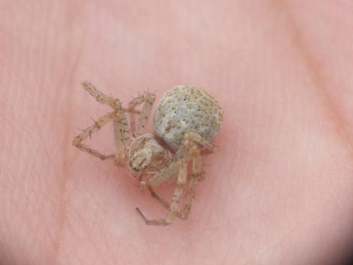 Réf. 285 810 : Philodromus longipalpis
