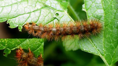 Diaphora mendica