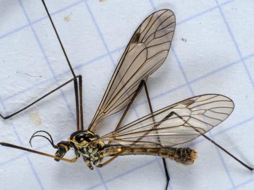 Réf. 285 479 : Nephrotoma appendiculata