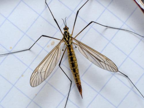 Nephrotoma flavescens