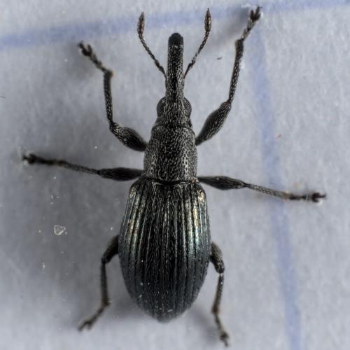 Réf. 285 664 : Aspidapion radiolus