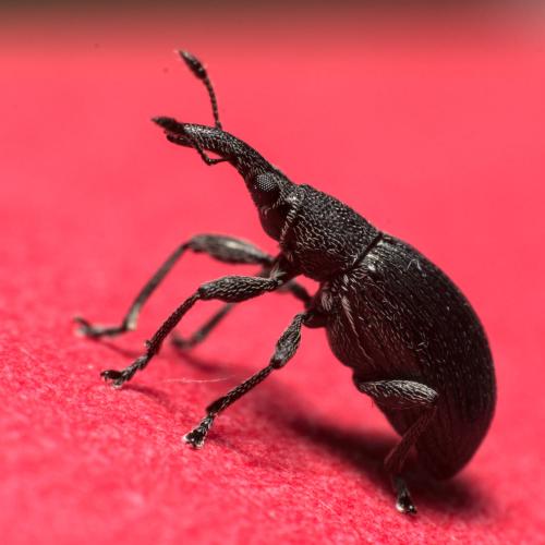 Aspidapion radiolus