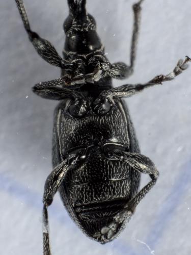 Réf. 285 678 : Aspidapion radiolus