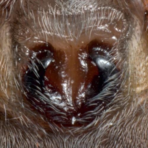 Haplodrassus signifer