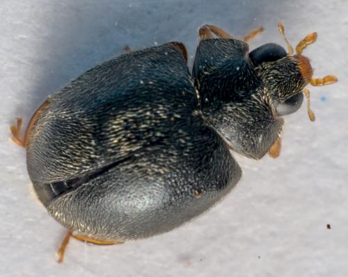 Scymnus rubromaculatus