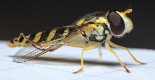 Réf. 285 001 : Sphaerophoria scripta