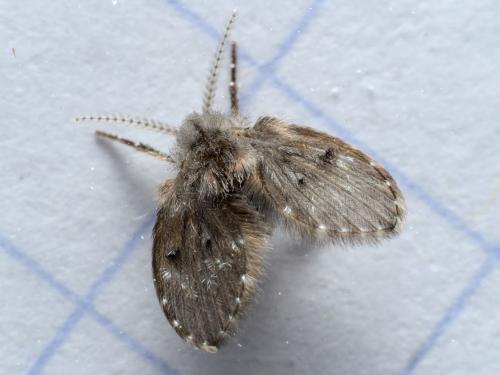 Réf. 285 078 : Clogmia albipunctata