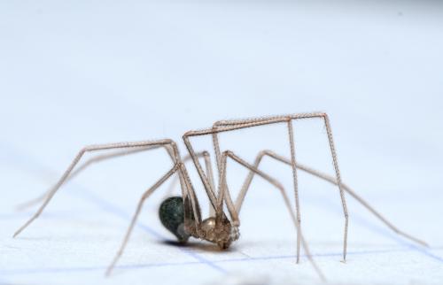 Réf. 285 936 : Psilochorus simoni