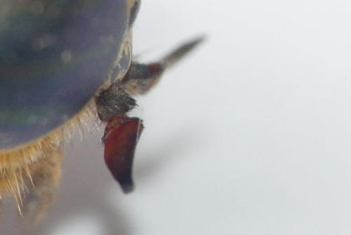 Hybomitra sp.