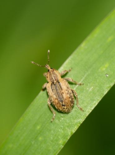 Réf. 285 862 : Hypera sp.