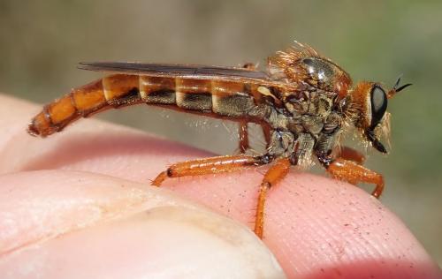 Réf. 285 663 : Stenopogon sabaudus