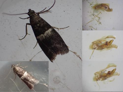 Réf. 285 147 : Elegia similella