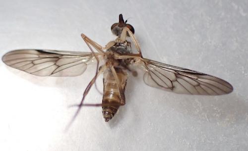 Atrichops crassipes