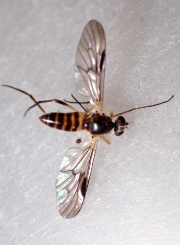 Atrichops crassipes