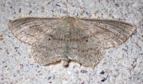 Réf. 285 255 : Scopula nigropunctata