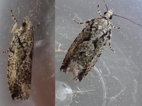 Réf. 285 258 : Zeiraphera isertana