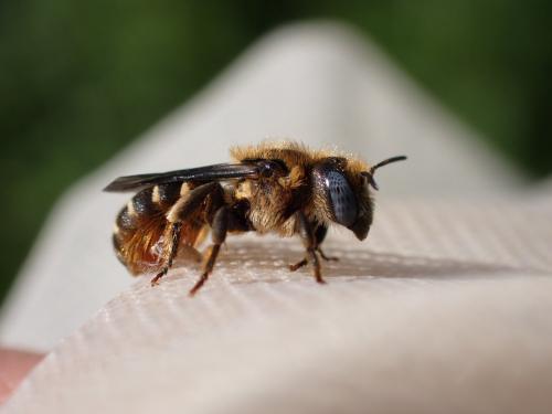Osmia spinulosa
