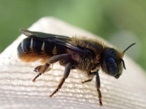 Osmia spinulosa