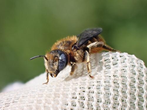 Réf. 285 238 : Osmia spinulosa