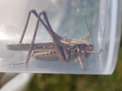 Réf. 285 236 : Platycleis albopunctata albopunctata