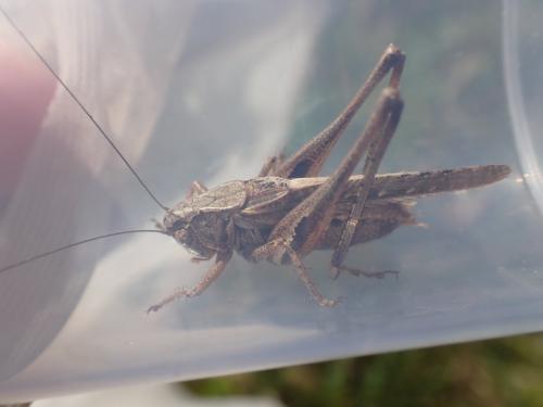 Réf. 285 237 : Platycleis albopunctata albopunctata
