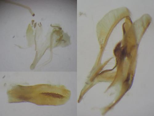 Réf. 285 267 : Elegia similella