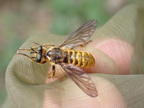 Réf. 285 603 : Choerades fimbriata