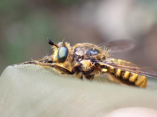 Réf. 285 604 : Choerades fimbriata