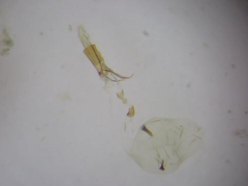 Réf. 285 370 : Zeiraphera isertana